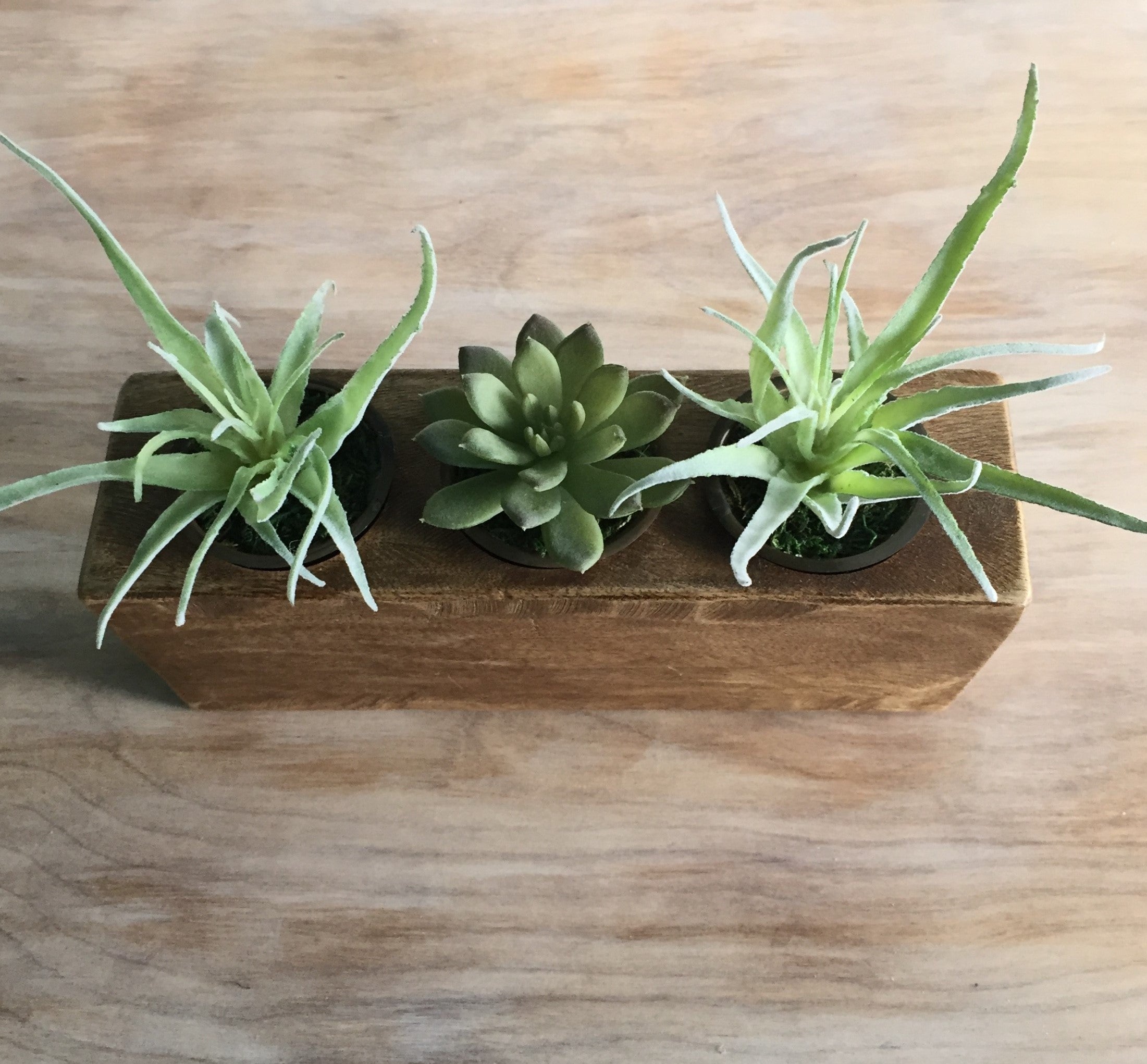sugar mold succulents Rustic Sugar Mold – E. Crawford Studio